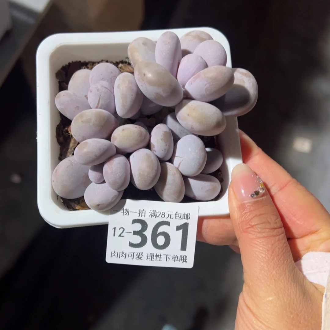 几***界奶酪多肉多肉多肉多