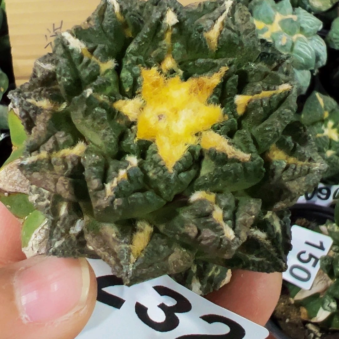 无花朵隔尤龟甲牡丹232