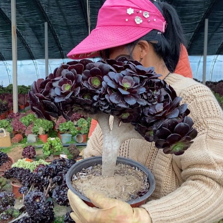 乖****^235欧紫缀化老桩朵朵