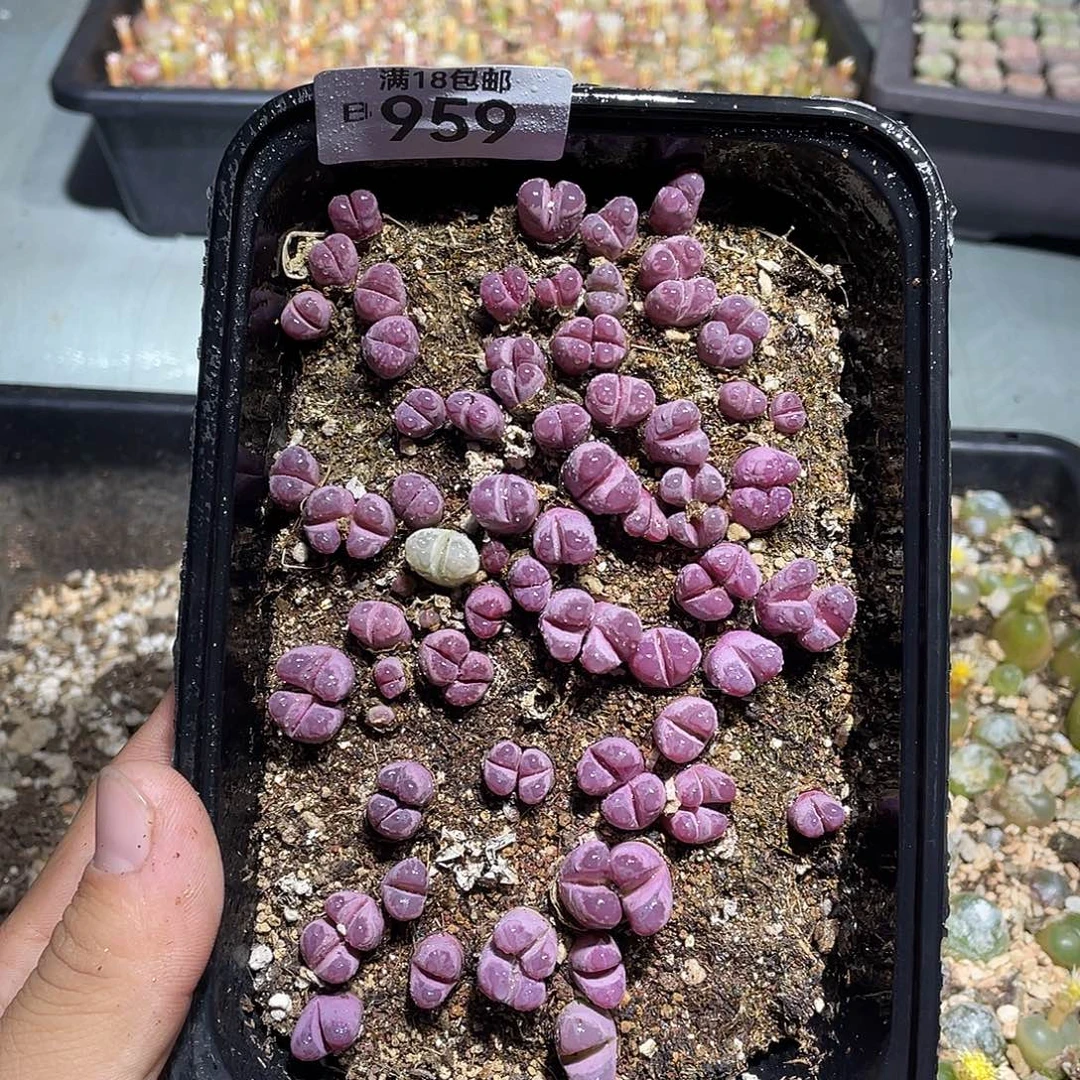 当天凑满十八元包邮959