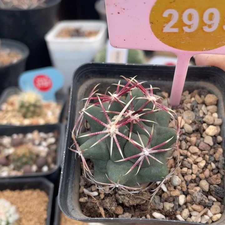 实生大红鹰299500000000