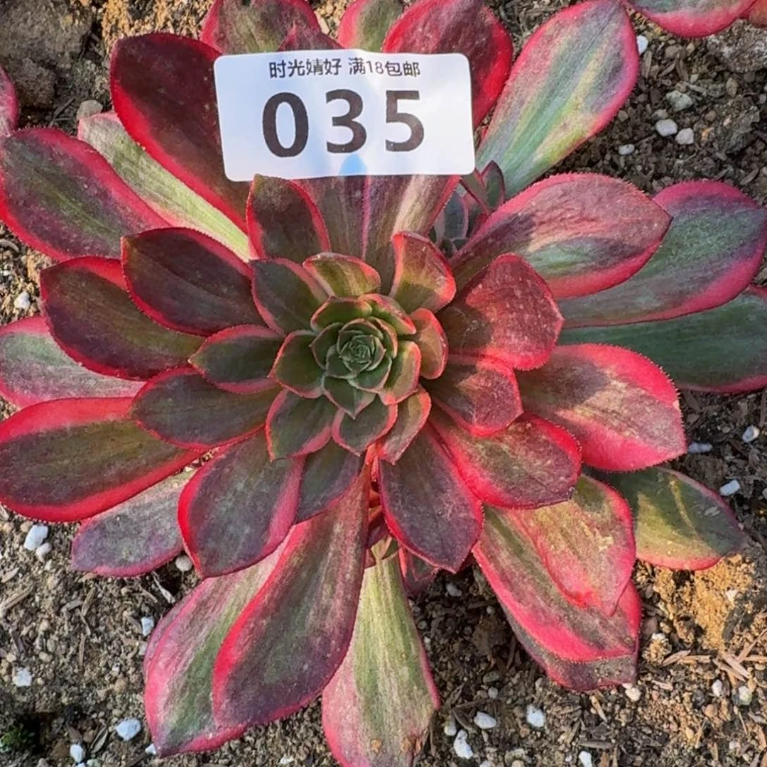 035黑魔锦。 多肉植物