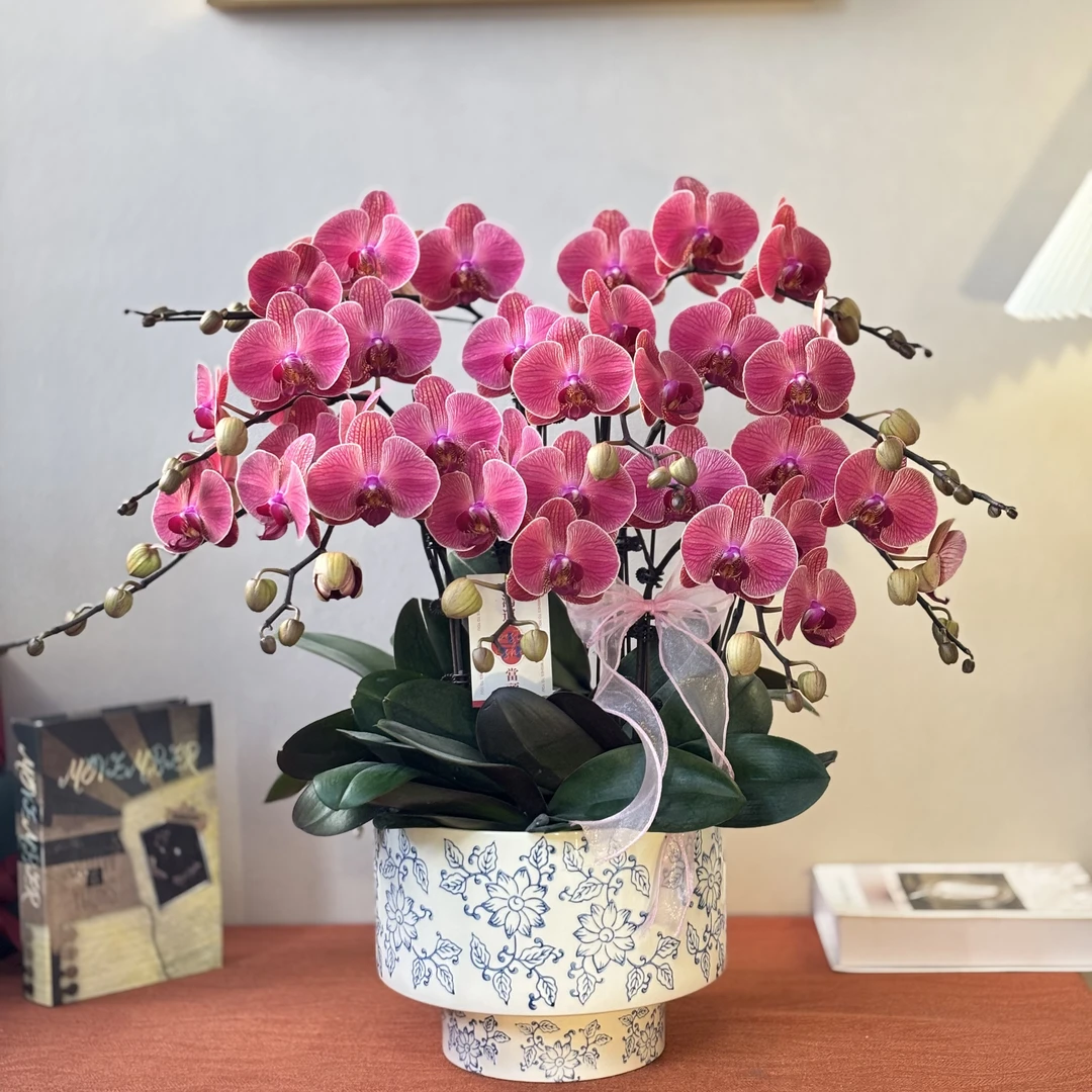 蝴蝶兰《聚宝橘子》年宵爆款 好养耐养苗情优质叶片碧绿 基地直发