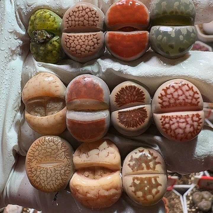 生石花11111111。   223