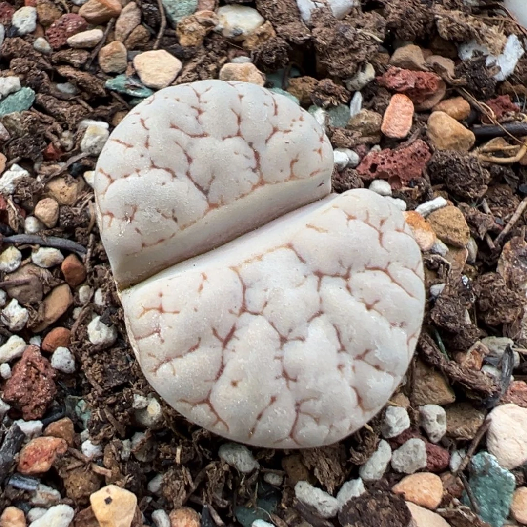 10.25好看的多肉脱土发货522