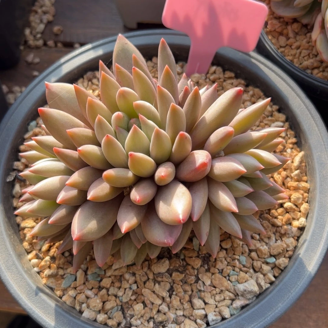 红蜻蜓1111111111111111