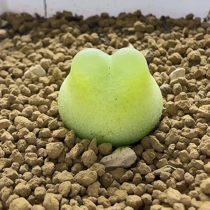 133拉登1.5厘米带盆土