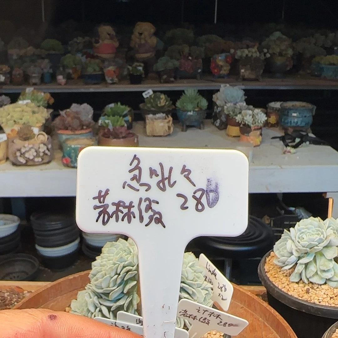 急***吼急吼吼，劳琳缀280      肉