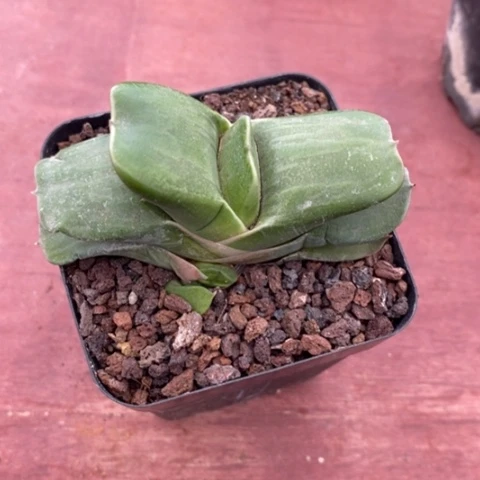 卧牛单头7仙人球