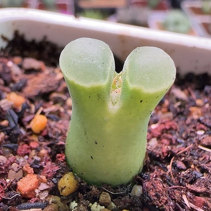 开播福利来啦。 442