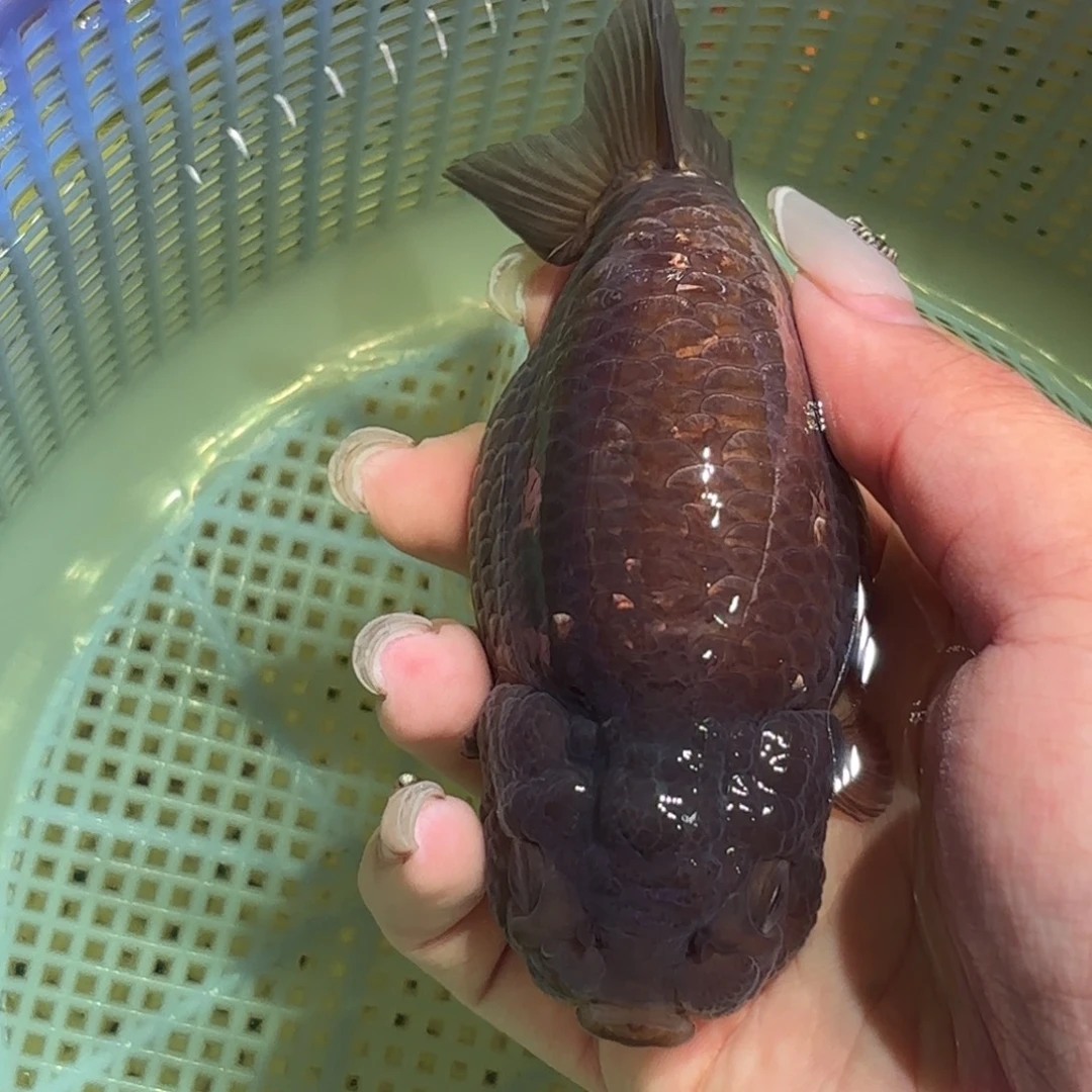 杜***）金鱼拍包装包邮，没拍包装运费到付