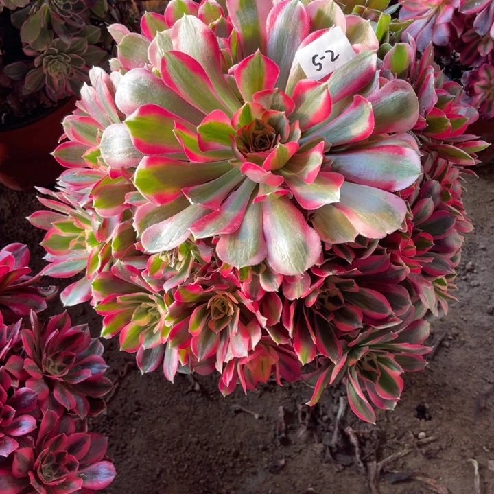 1-5-2粉女巫初恋优选