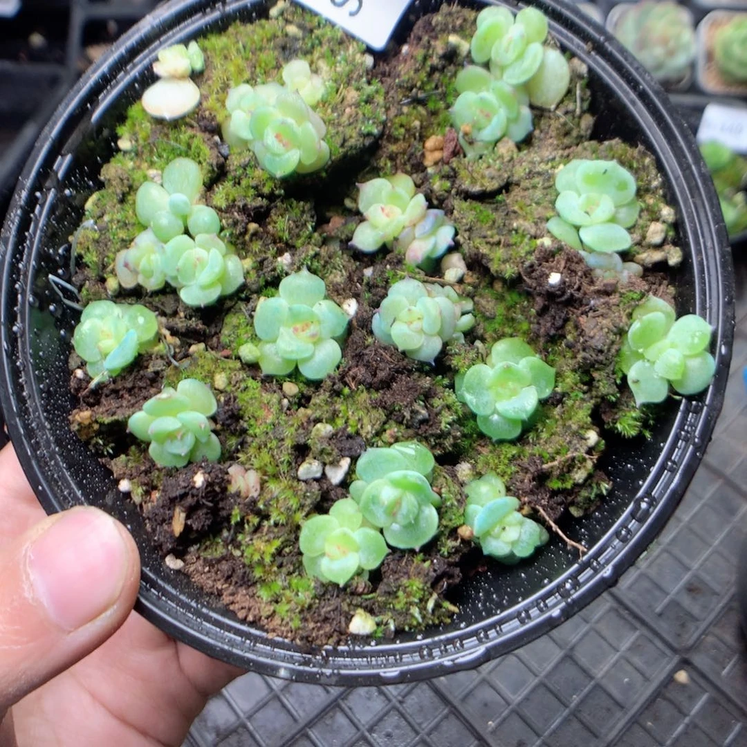 无花朵S151英语英语英语英语