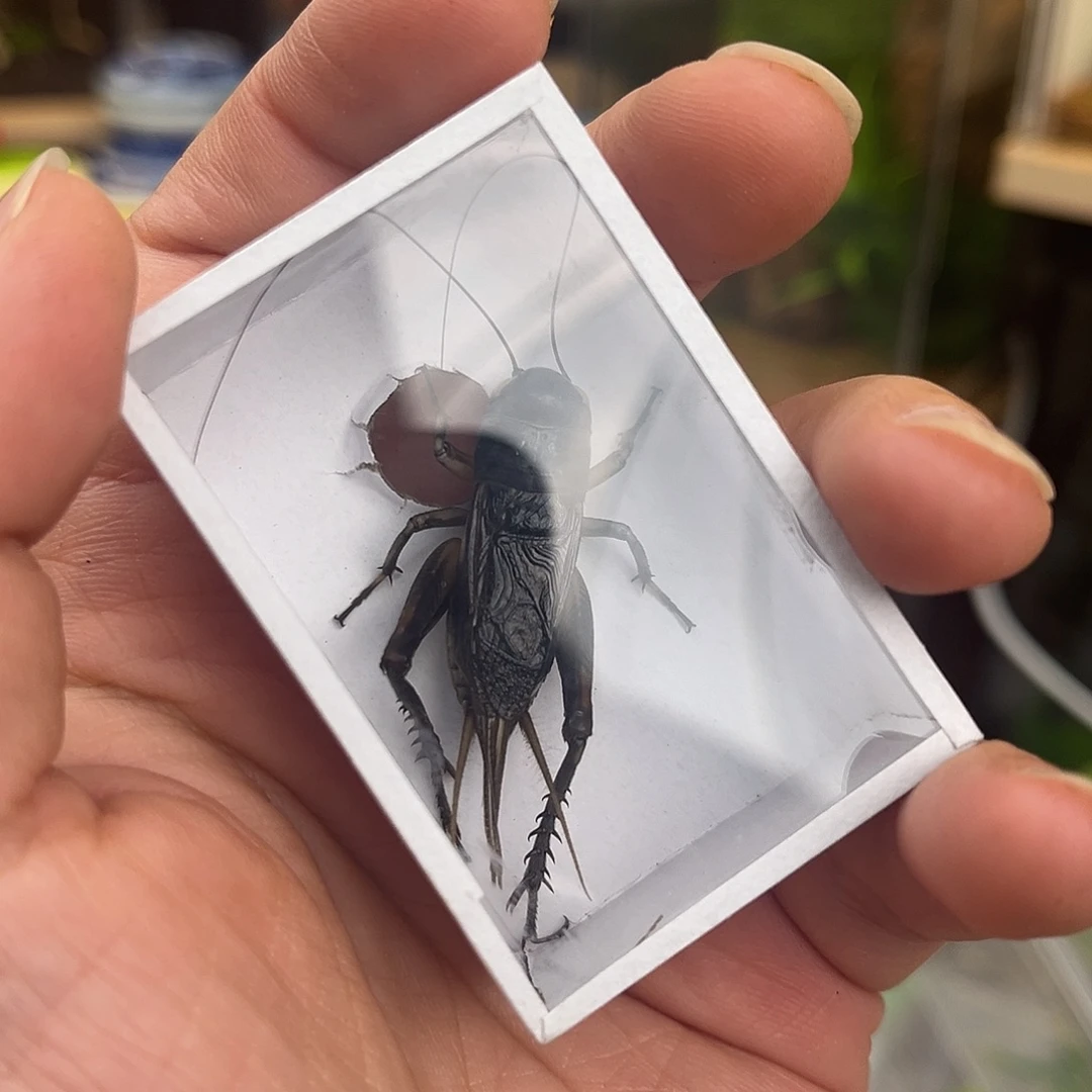 哏***年北京虫哈哈哈哈哈哈