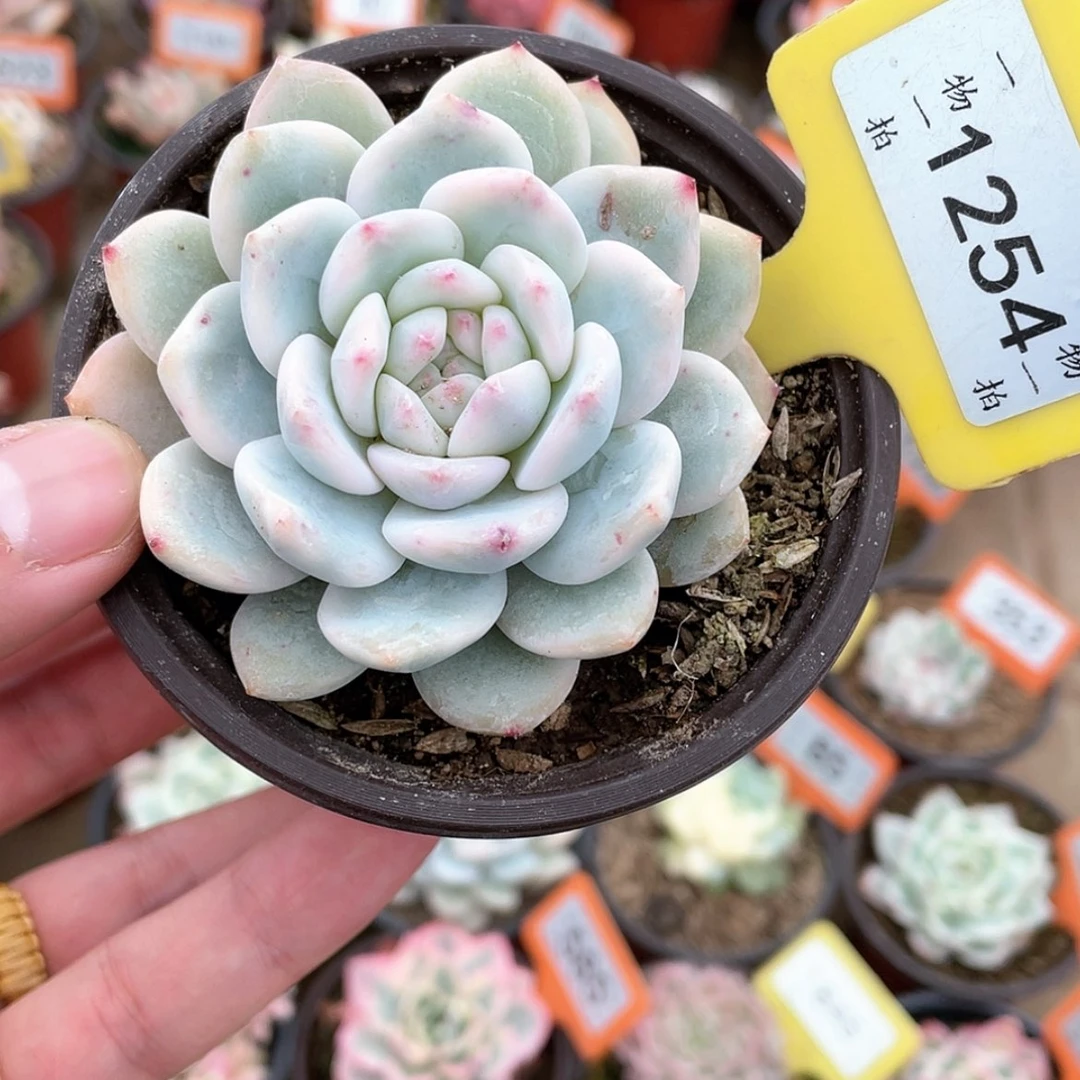 【闪购商品】1254号