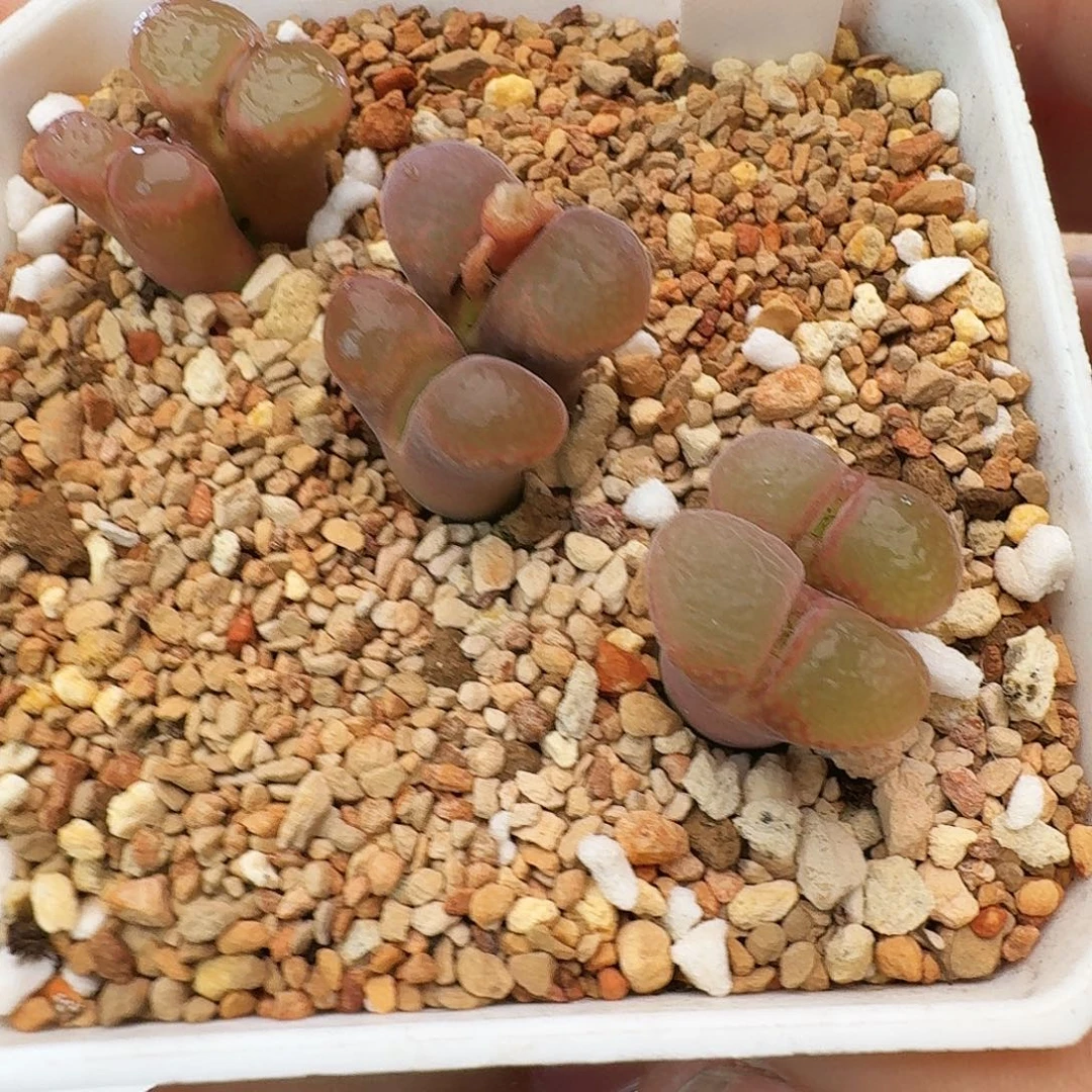 多肉植物福利清盒红宝石286