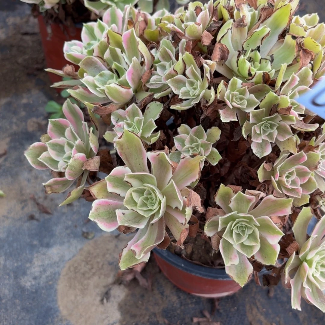 746多肉植物捧花的时候