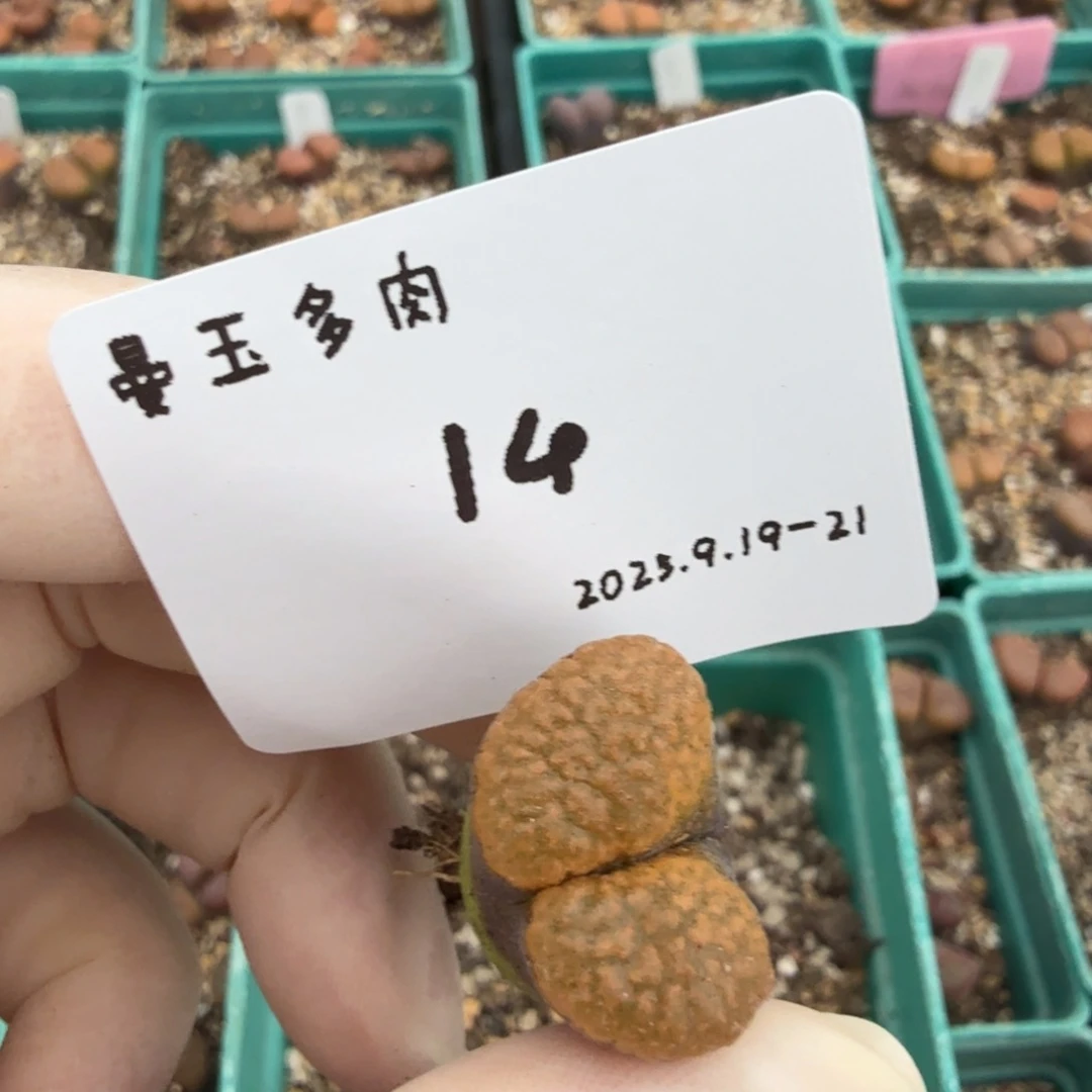 奶***栗多肉多肉多肉9.19-014