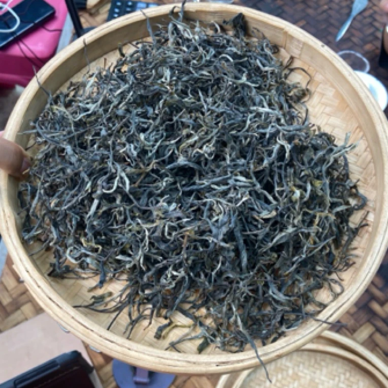 *2025年【倚邦·春·大树】晒青茶【生散茶】-5月31日【04】