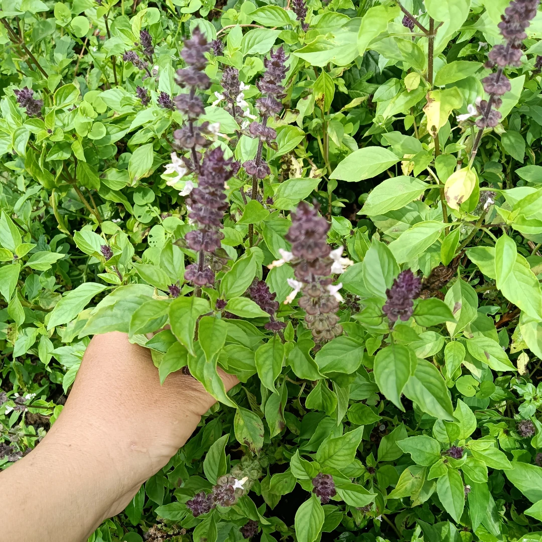 云南特色绿植荆芥金盖九层塔金不换小苗现挖苗8棵1盆