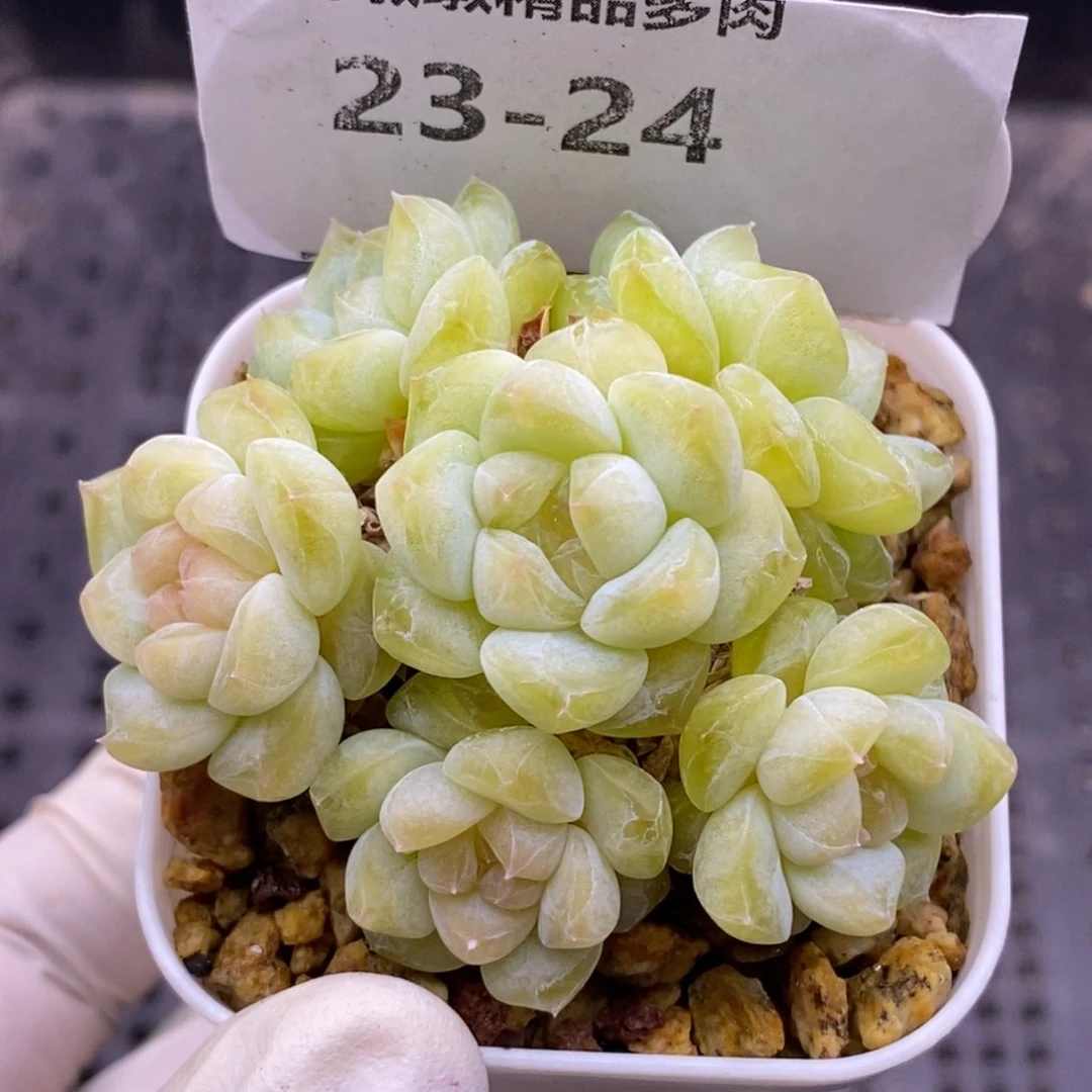 【闪购商品】23-24