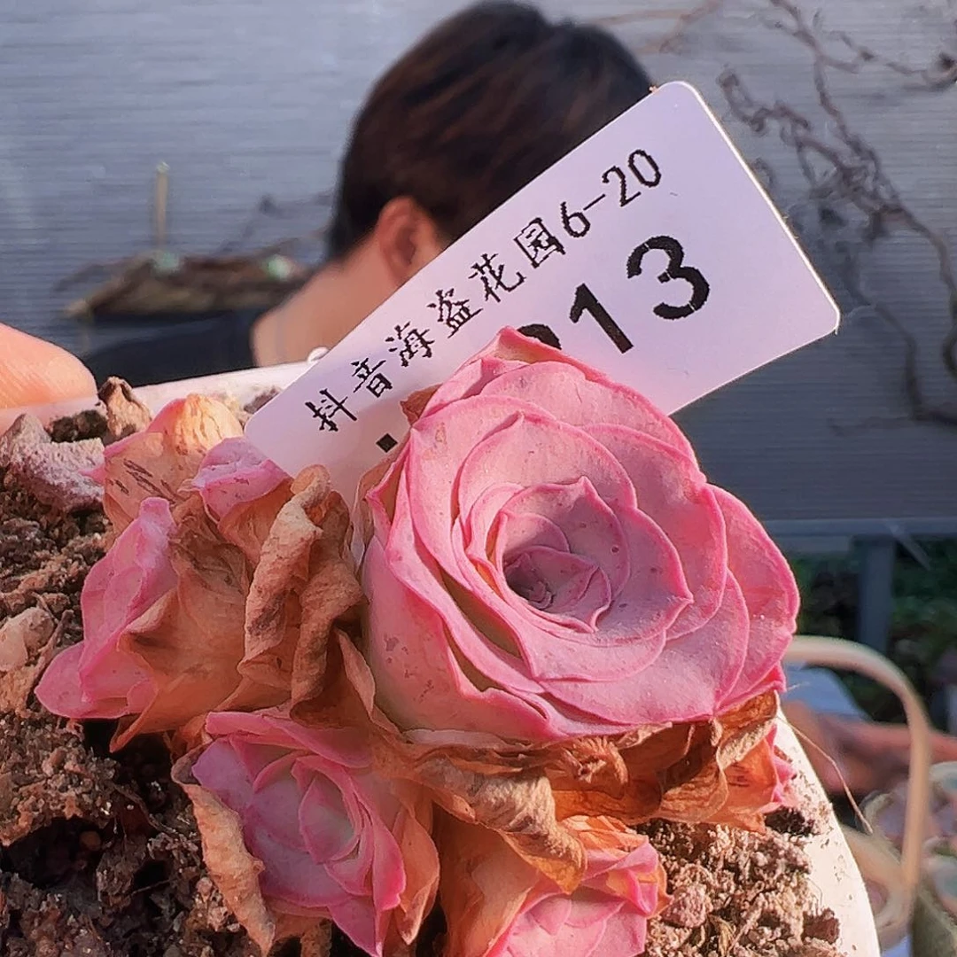 L****山地玫瑰福袋 福袋 福袋 B913.913