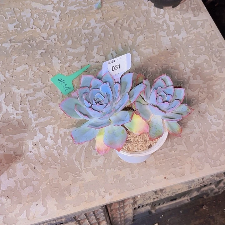 ❤*篮光一物一拍D31