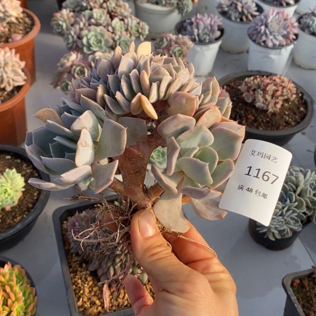 粉特缀多肉多肉1167