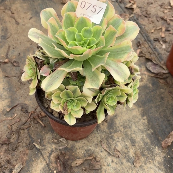 绿豆沙多肉处理不包断头0757