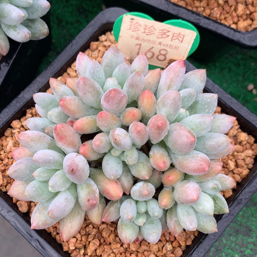 胖体所罗门无砍平头168