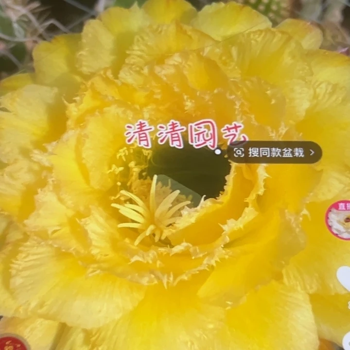 清清黄黄1侧牙瑕疵黑点