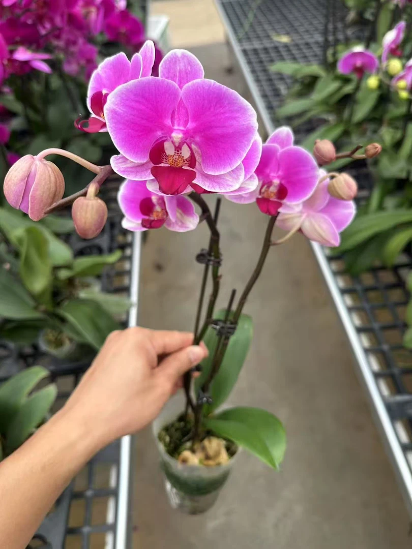 红苹果蝴蝶兰，单颗