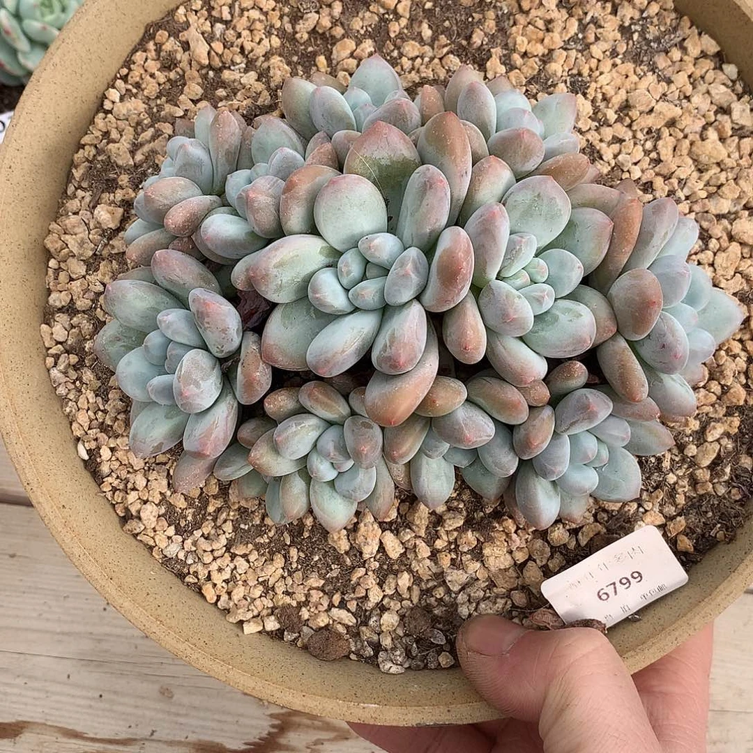 6799香水多肉一颗14.5厘米