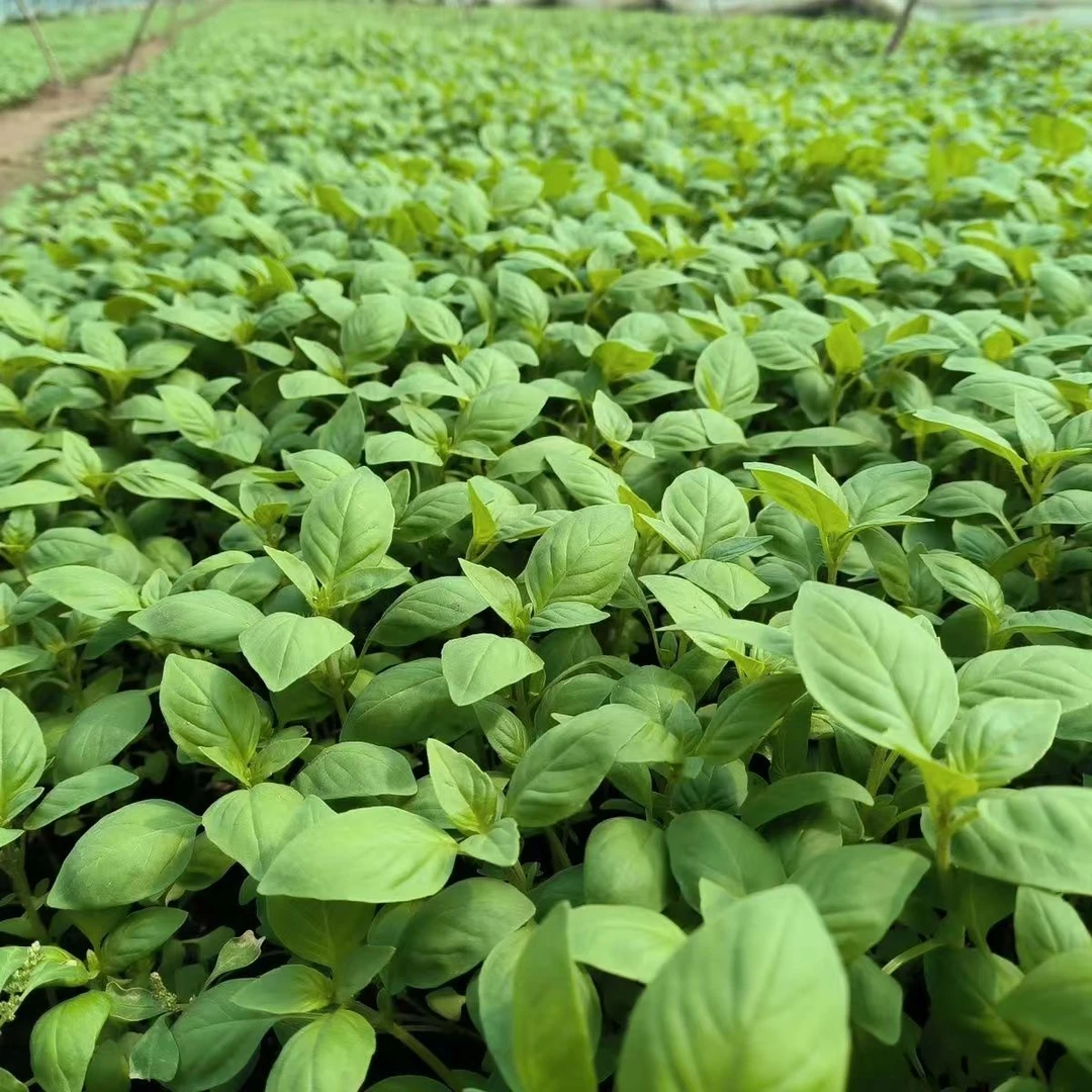 （地头价）河南新鲜荆芥菜现拔现发农家自种净重发货