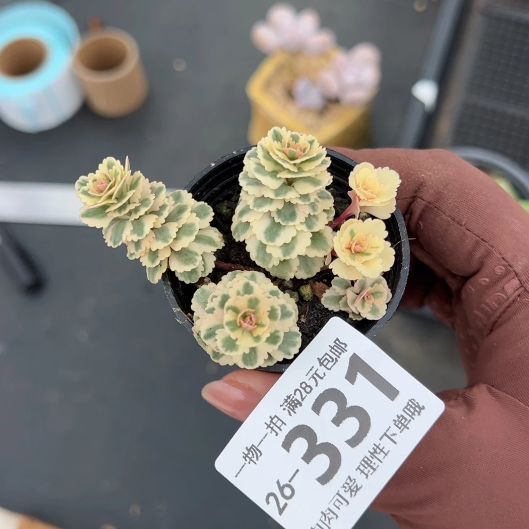 亚特兰蒂斯多肉多肉多肉多肉