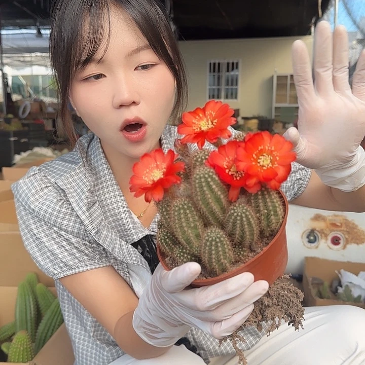 大红袍白檀（掉头掉崽不售后）