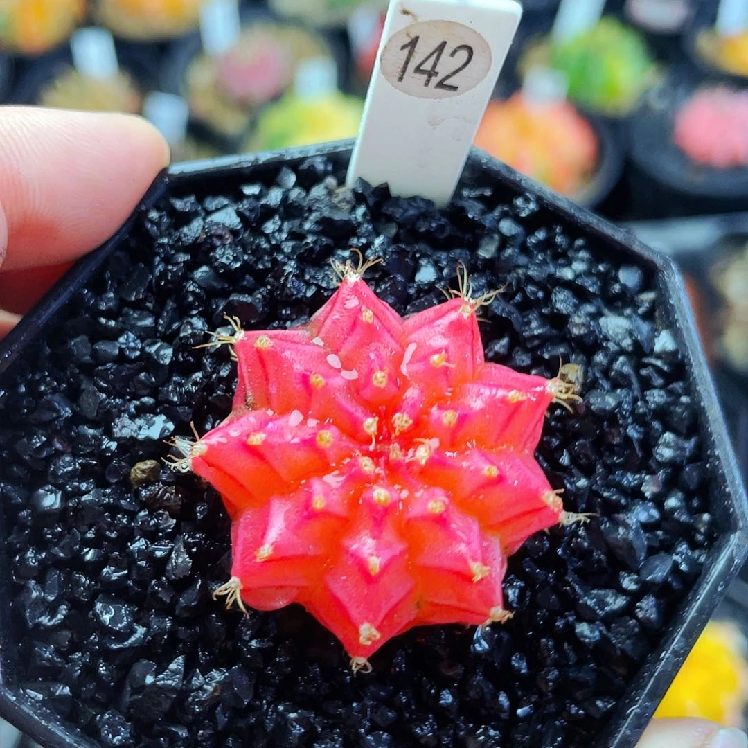 非偏远地区满25包邮仙人球裸根