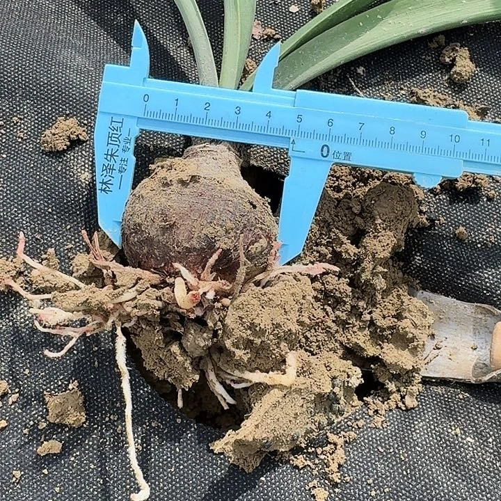 索菲亚朱顶红一棵4+