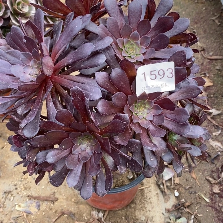 黑铜壶多肉断头不包1593