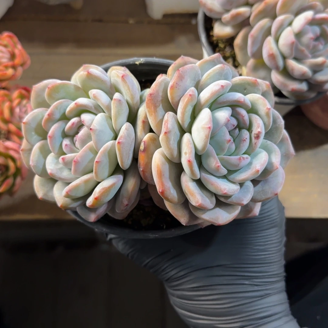 星影双头11111111111111111111