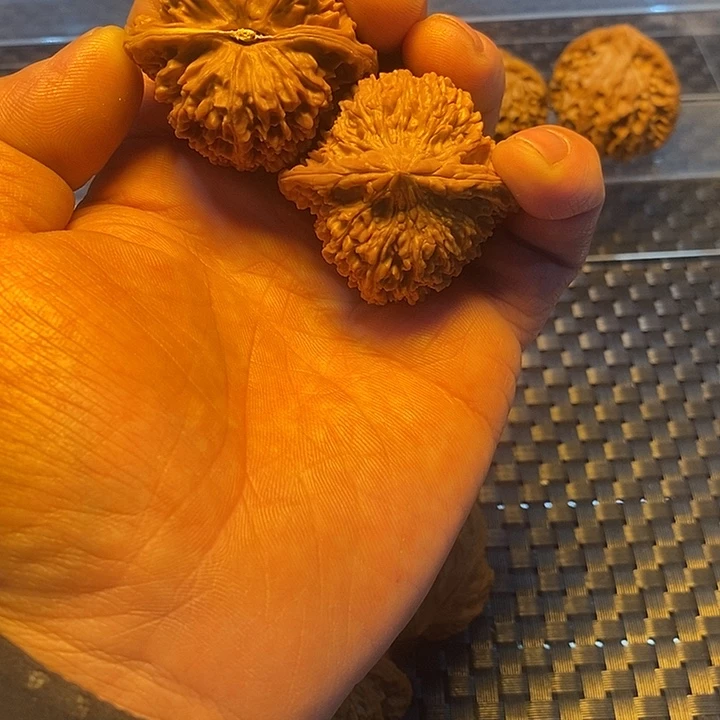 吊坠龙脊菩提福利事业单位考试