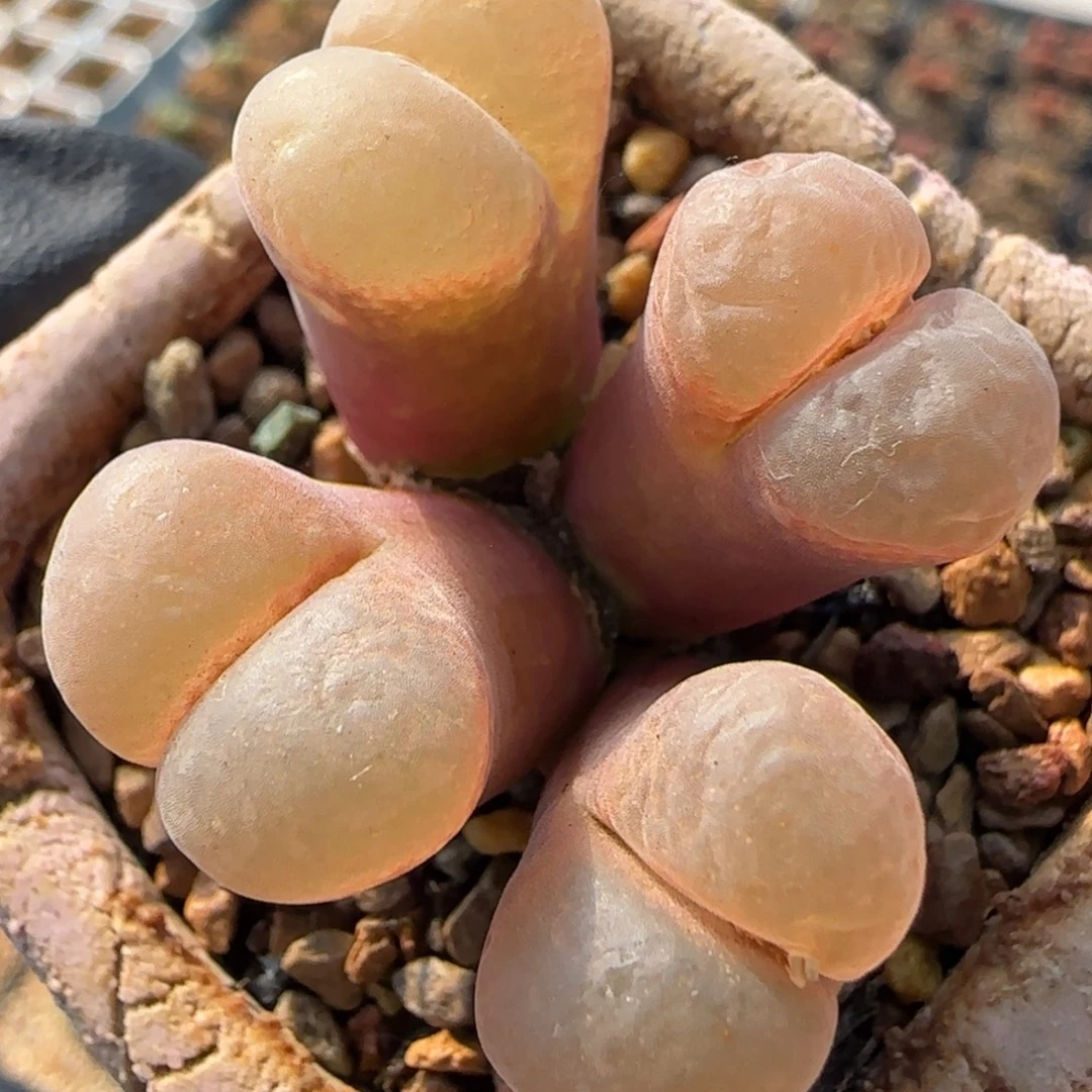 多肉植物粉丝绒风146号