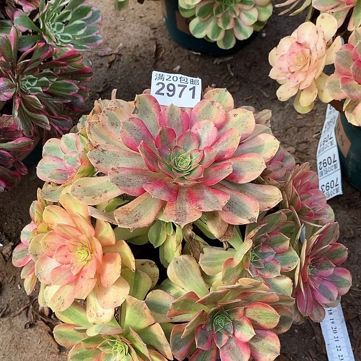 2971 一颗雨何法师