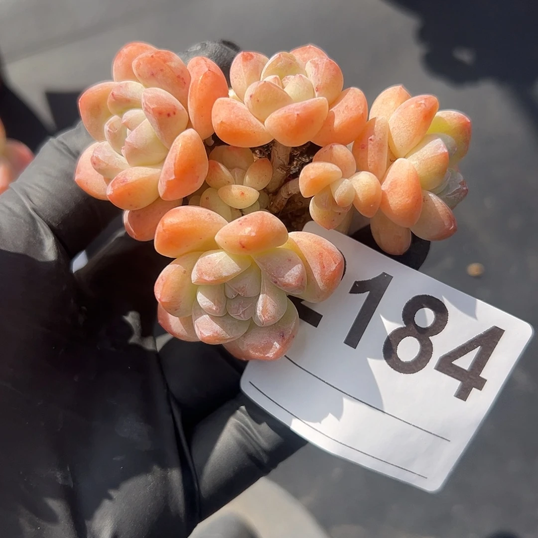 2184，八头冰玉带盆发的