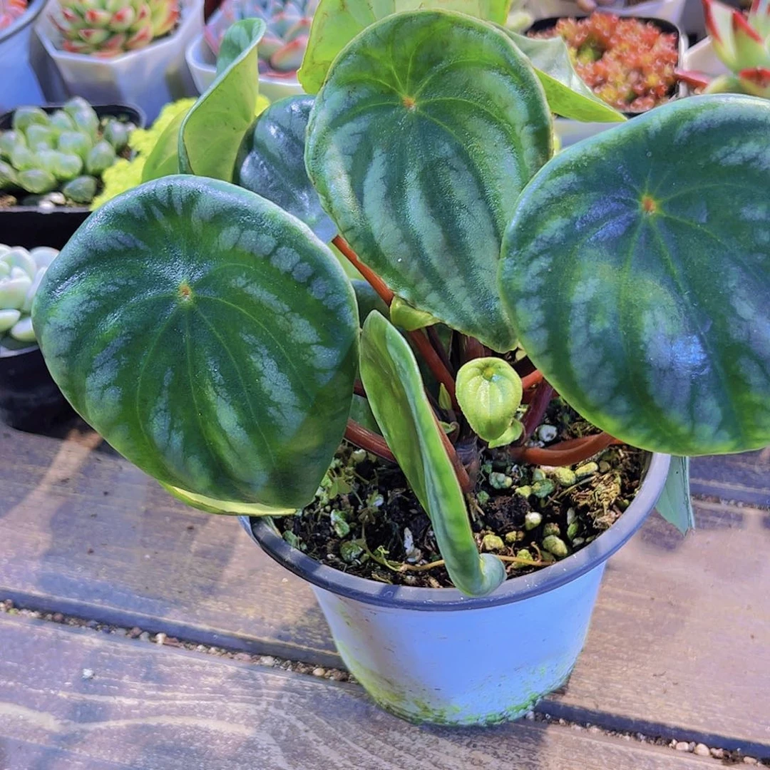 西瓜皮111111111111