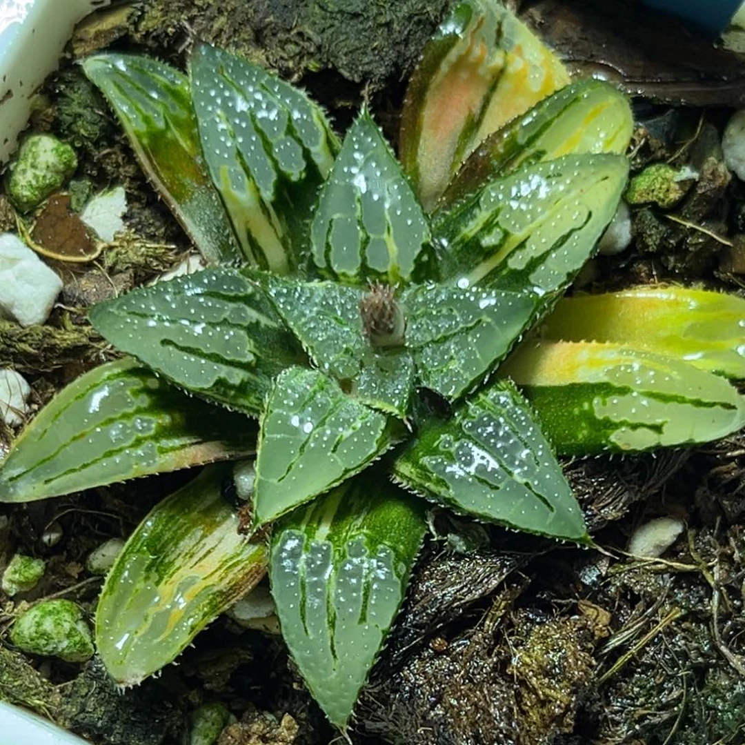 恭喜发财大吉大利615