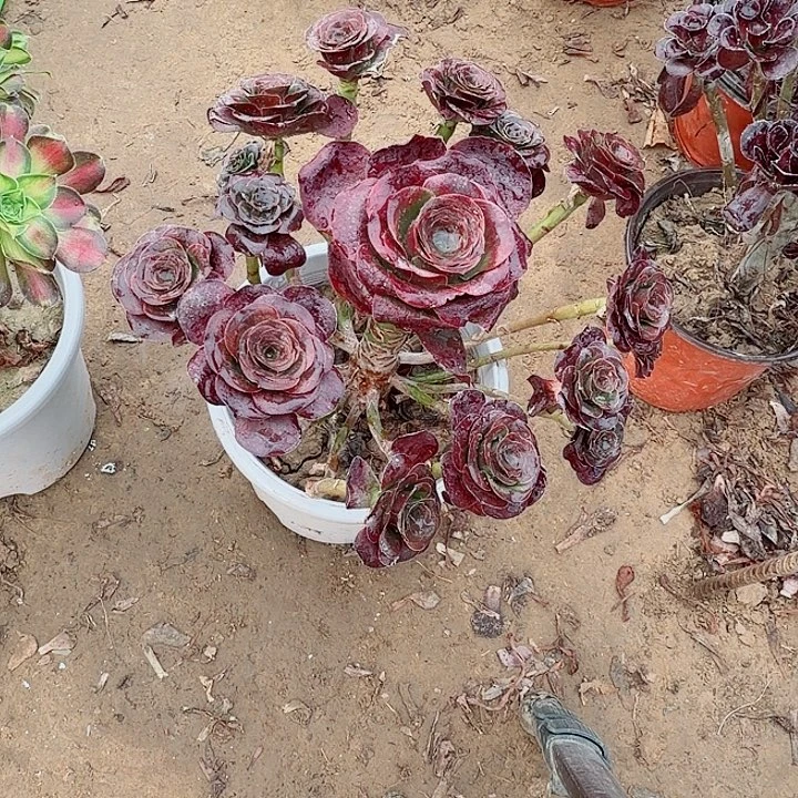 魅金玫瑰1111111111111