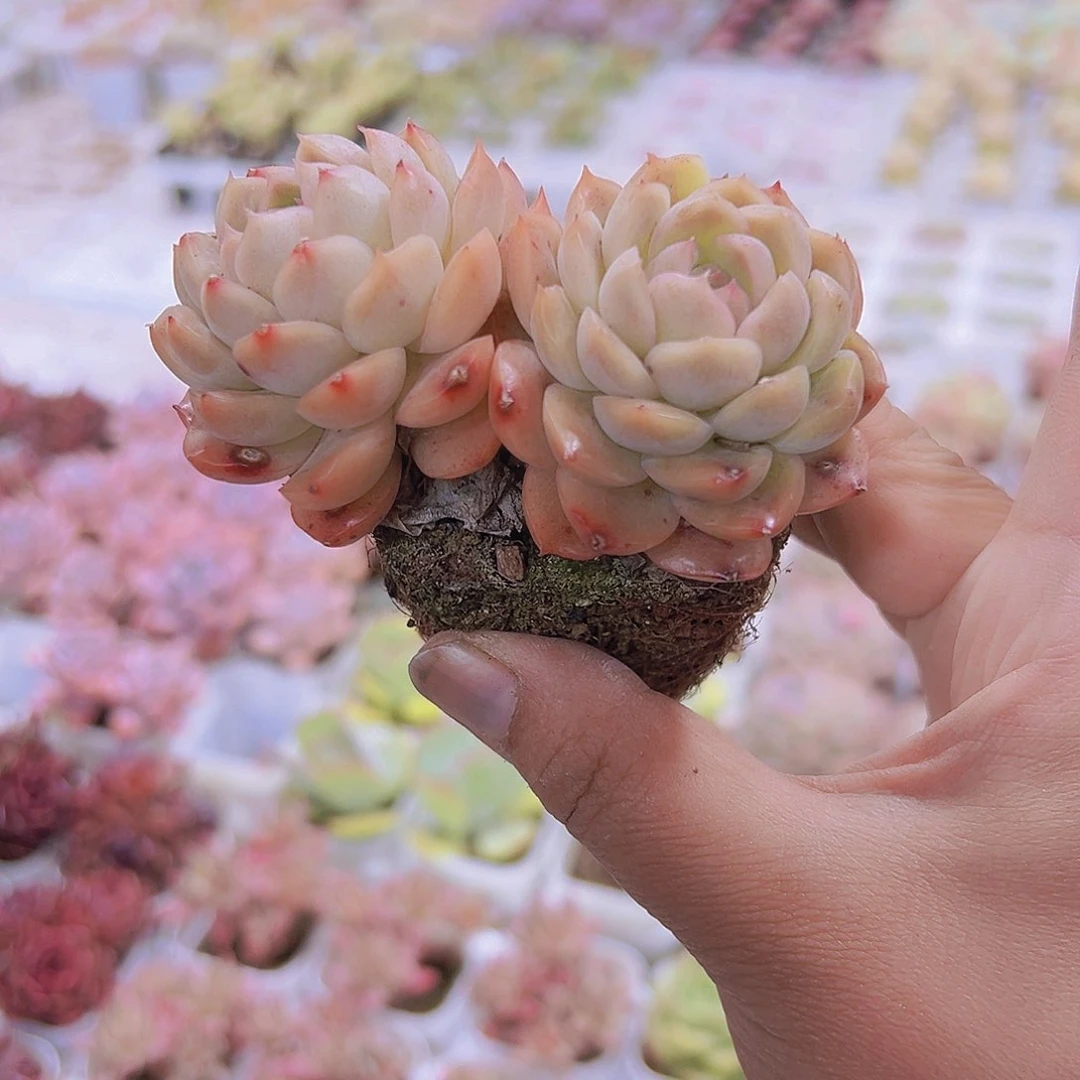 双头孔雀翔19包邮