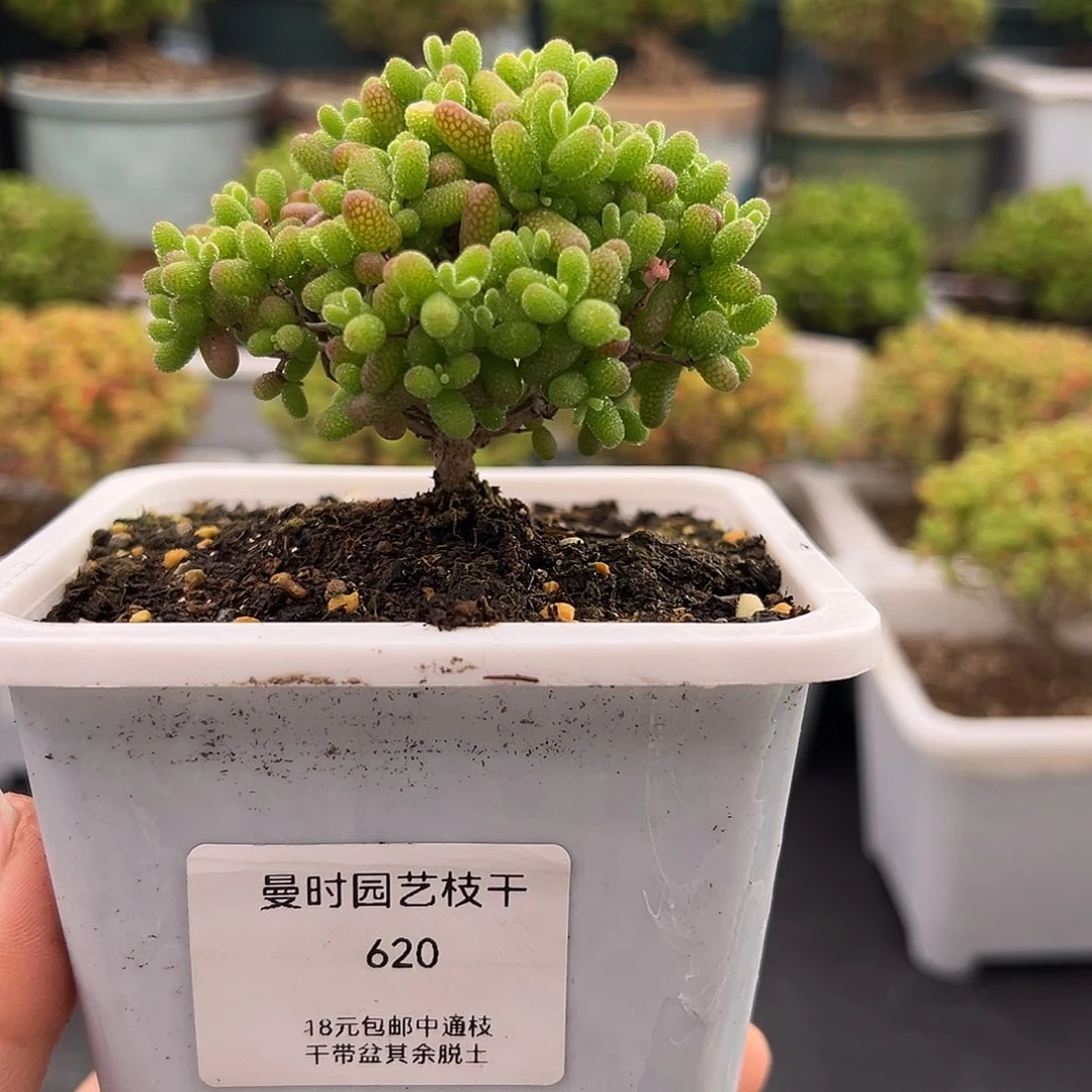 620号金桔糖球12,20多肉