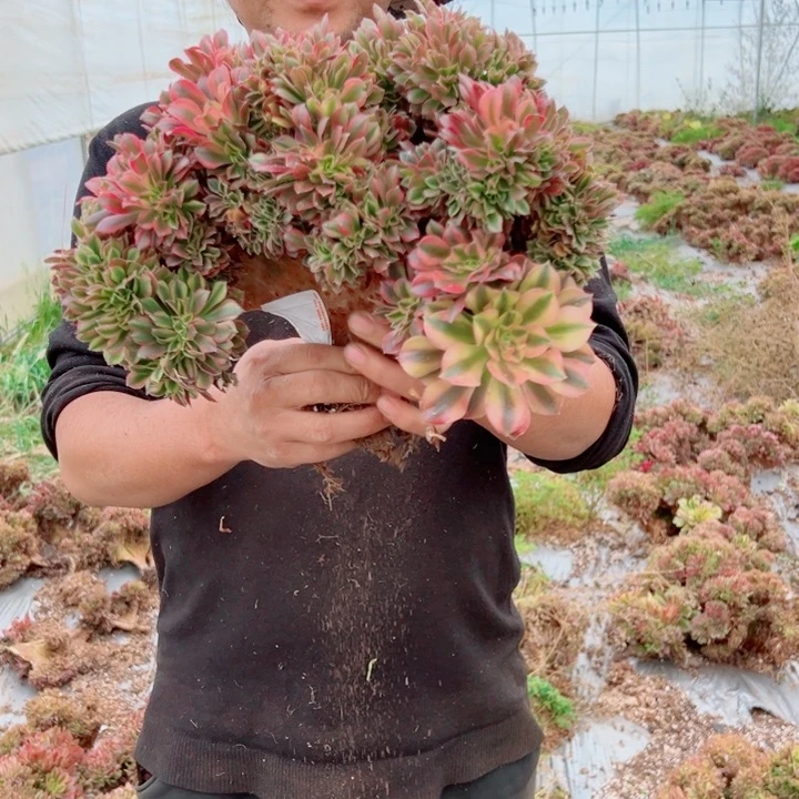 红袖醉话71号多肉法师